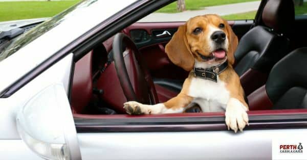 Safety Tips for Traveling With Your Pets